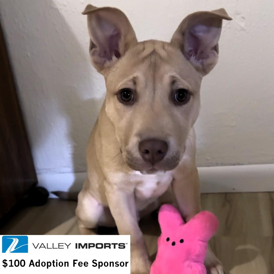 Enlarge Rucker, a Adoptable mixed breed in Fargo, ND image 2/3