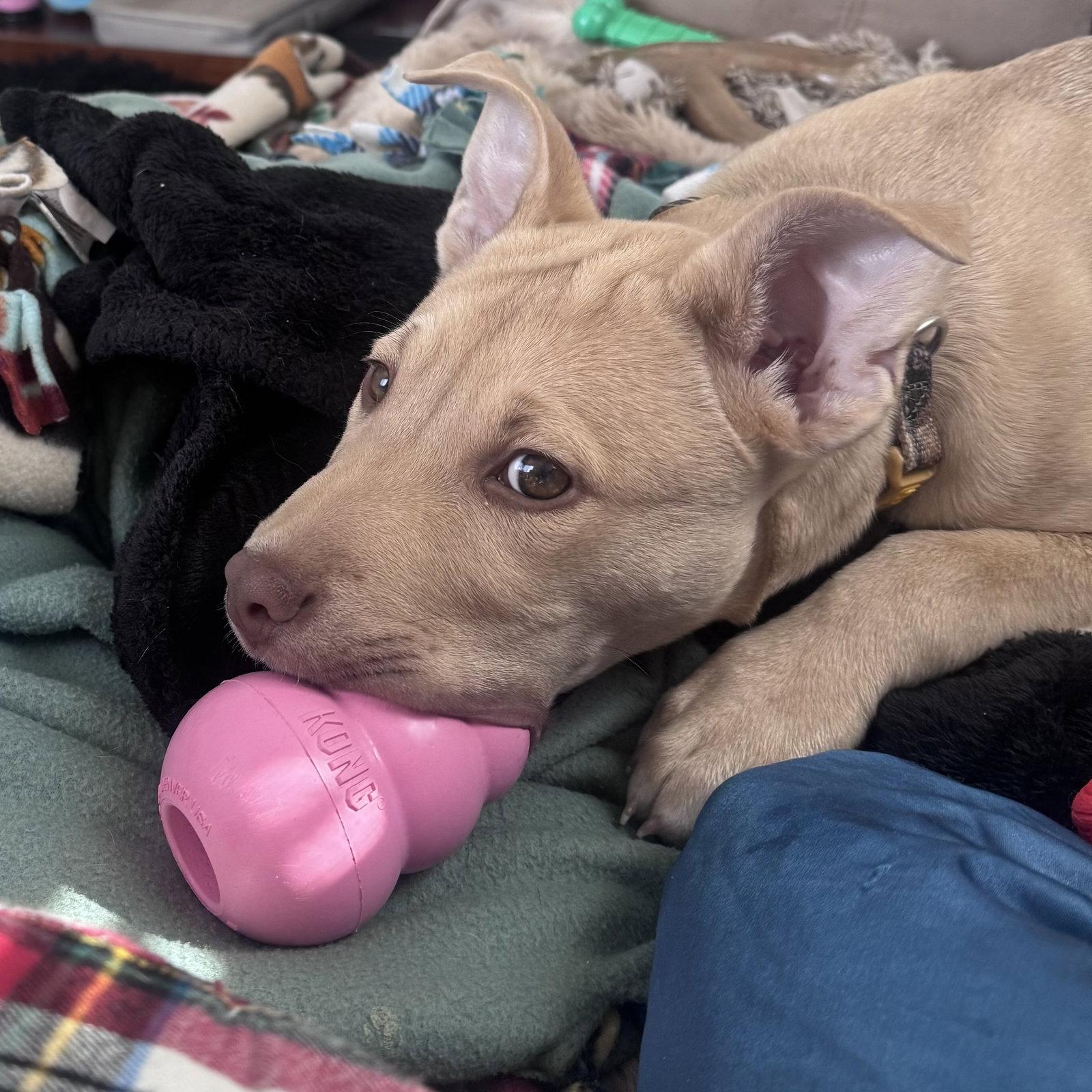 Enlarge Rucker, a Adoptable mixed breed in Fargo, ND image 3/3