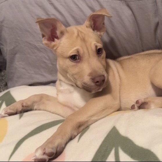 Enlarge Rucker, a Adoptable mixed breed in Fargo, ND image 2/3