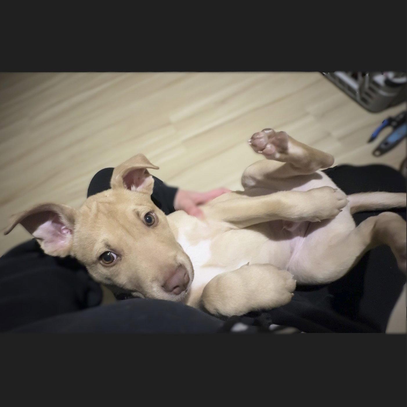 Enlarge Rucker, a Adoptable mixed breed in Fargo, ND image 3/3