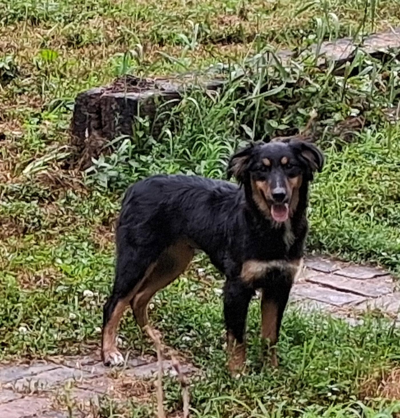 Lucy, Adopted, Puppy Female Australian Shepherd & Dachshund.