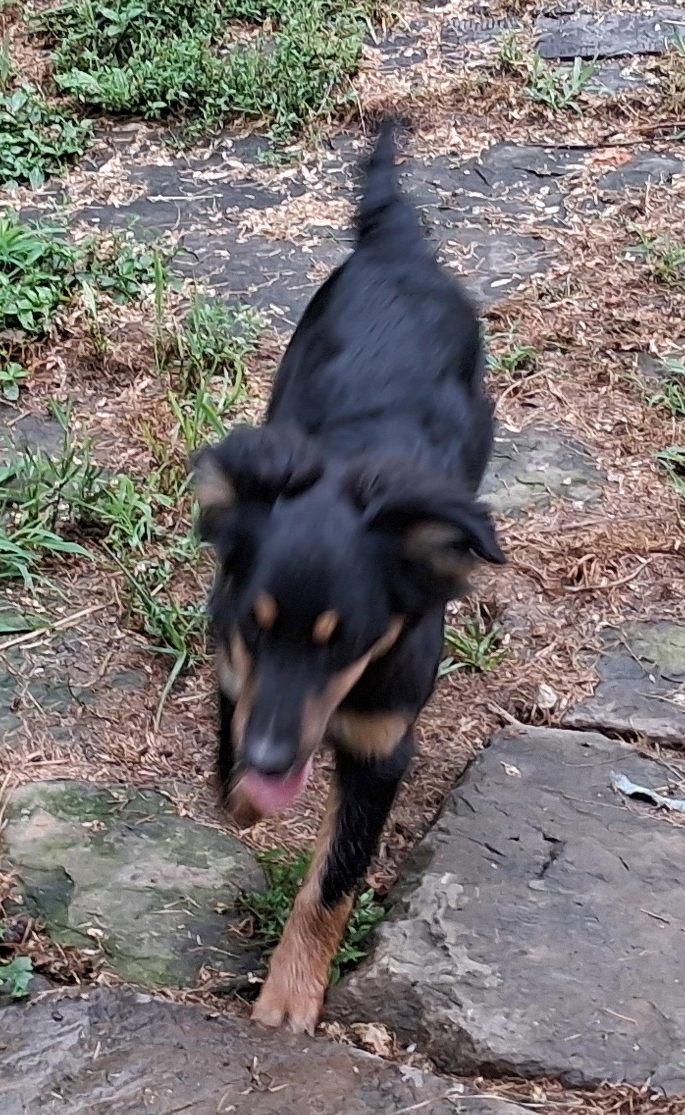 Enlarge Lucy, a Adopted mixed breed in Mcconnelsville, OH image 2/3