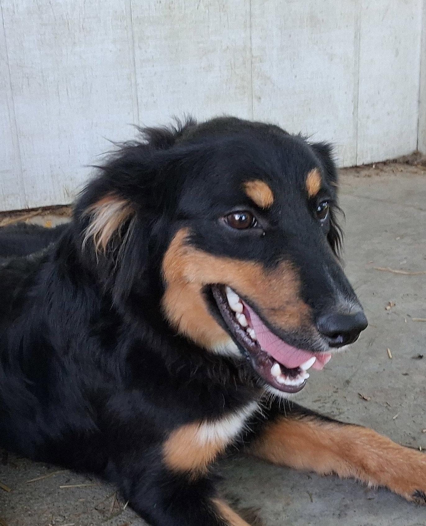 Enlarge Lucy, a Adopted mixed breed in Mcconnelsville, OH image 3/3
