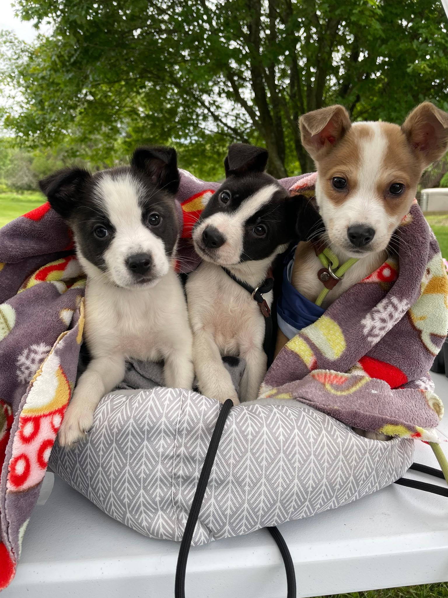 Enlarge Finesse, an adopted mixed breed in New Windsor, NY image 1/2