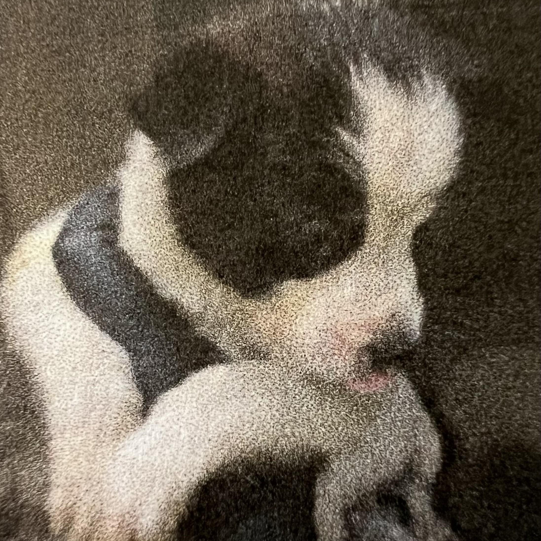 Enlarge Finesse, an adopted mixed breed in New Windsor, NY image 2/2