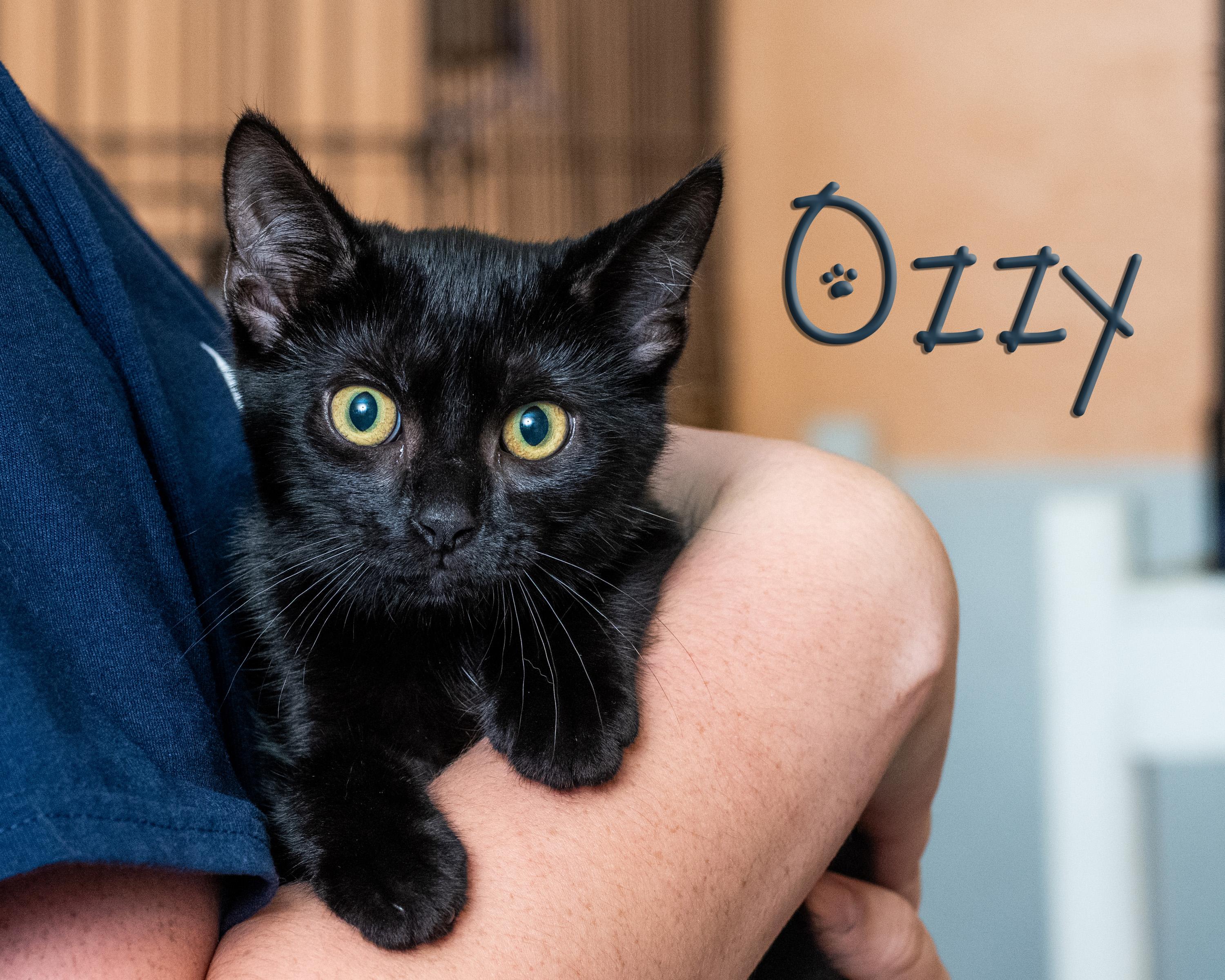 Ozzy, Adoptable, Young Male Domestic Short Hair.