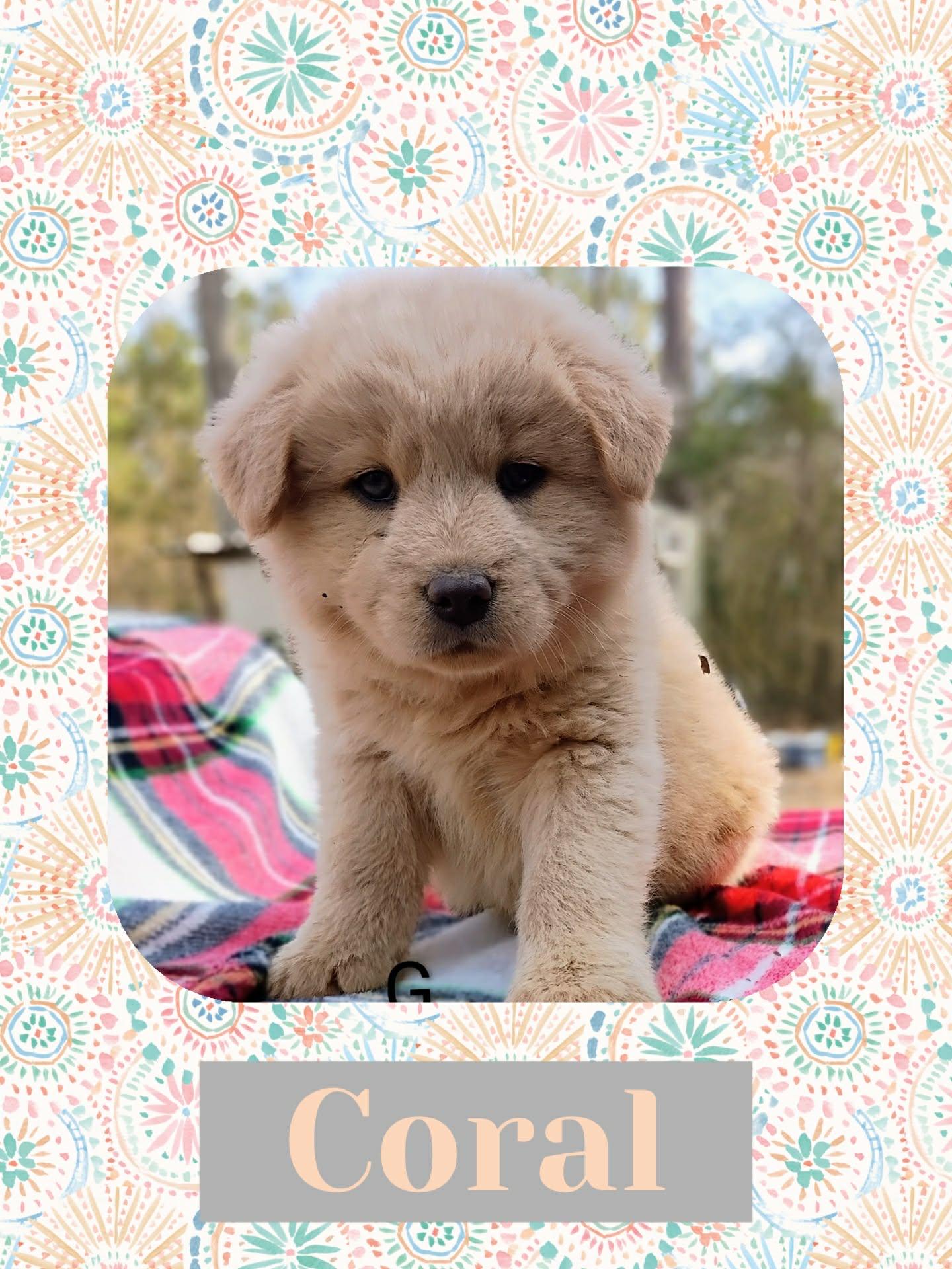 Enlarge Coral, an adopted mixed breed in Tylertown, MS image 1/1