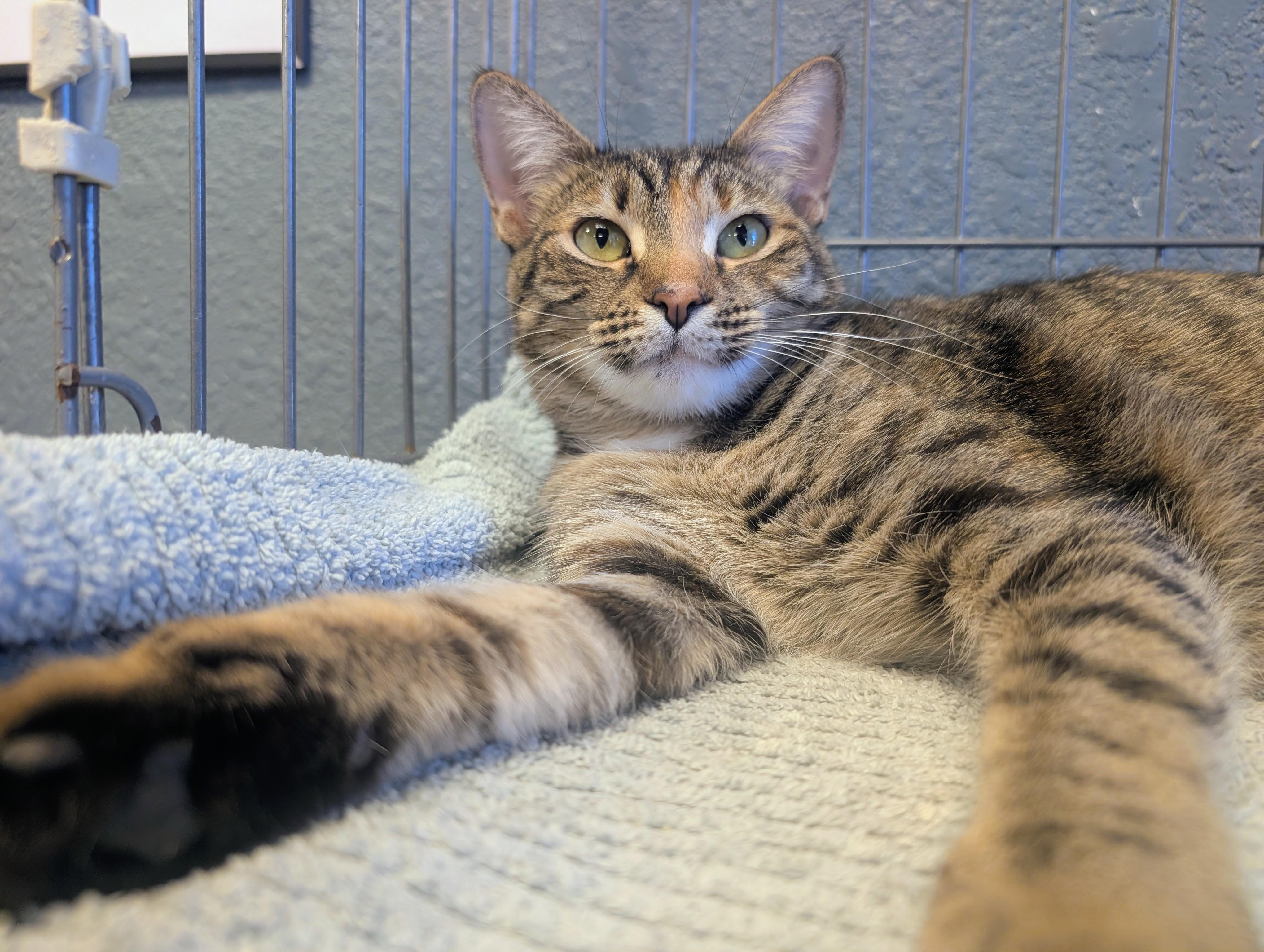 Enlarge Taffy, a Adoptable Domestic Short Hair in Palm Harbor, FL image 2/2