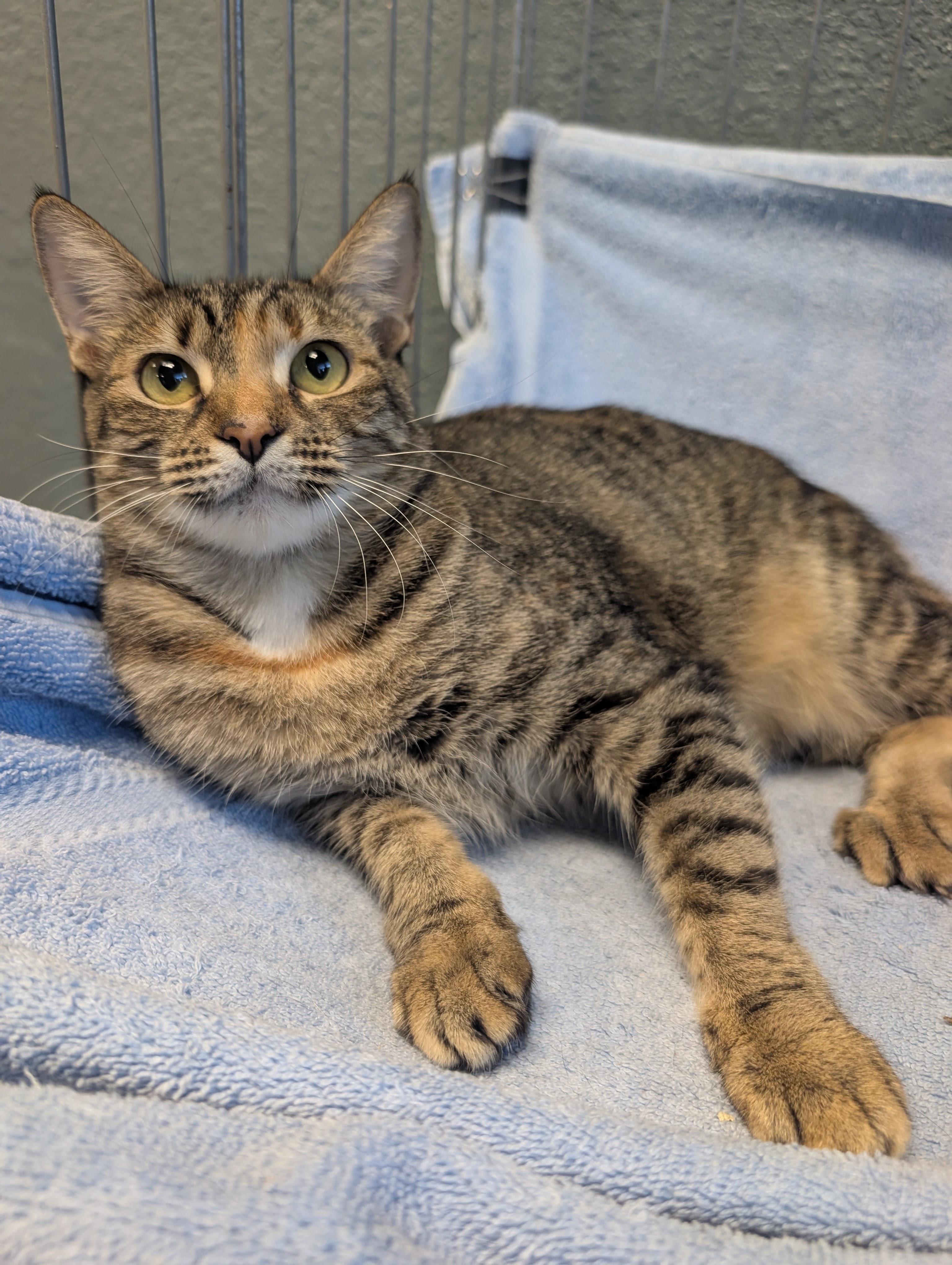 Taffy, Adoptable, Young Female Domestic Short Hair.