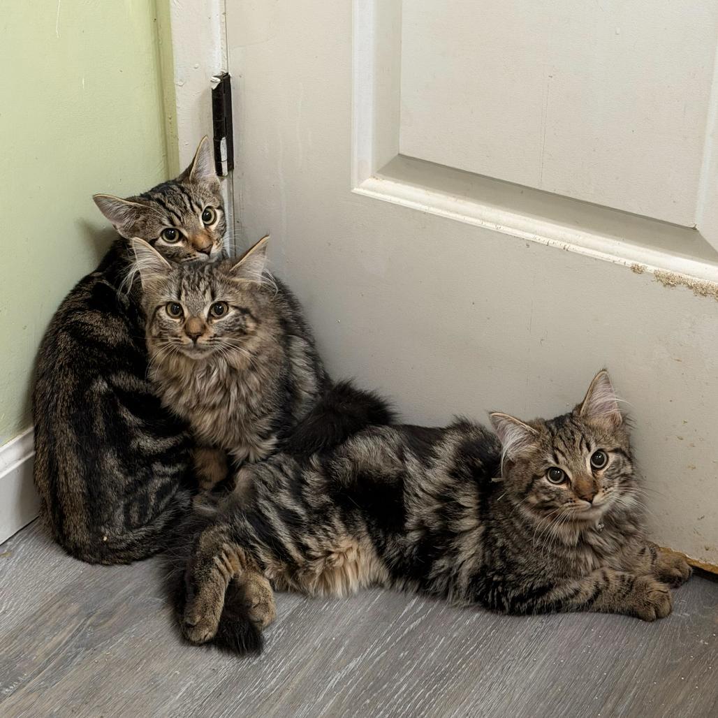 Enlarge Lettuce, a Adoptable Domestic Short Hair in Escondido, CA image 1/4