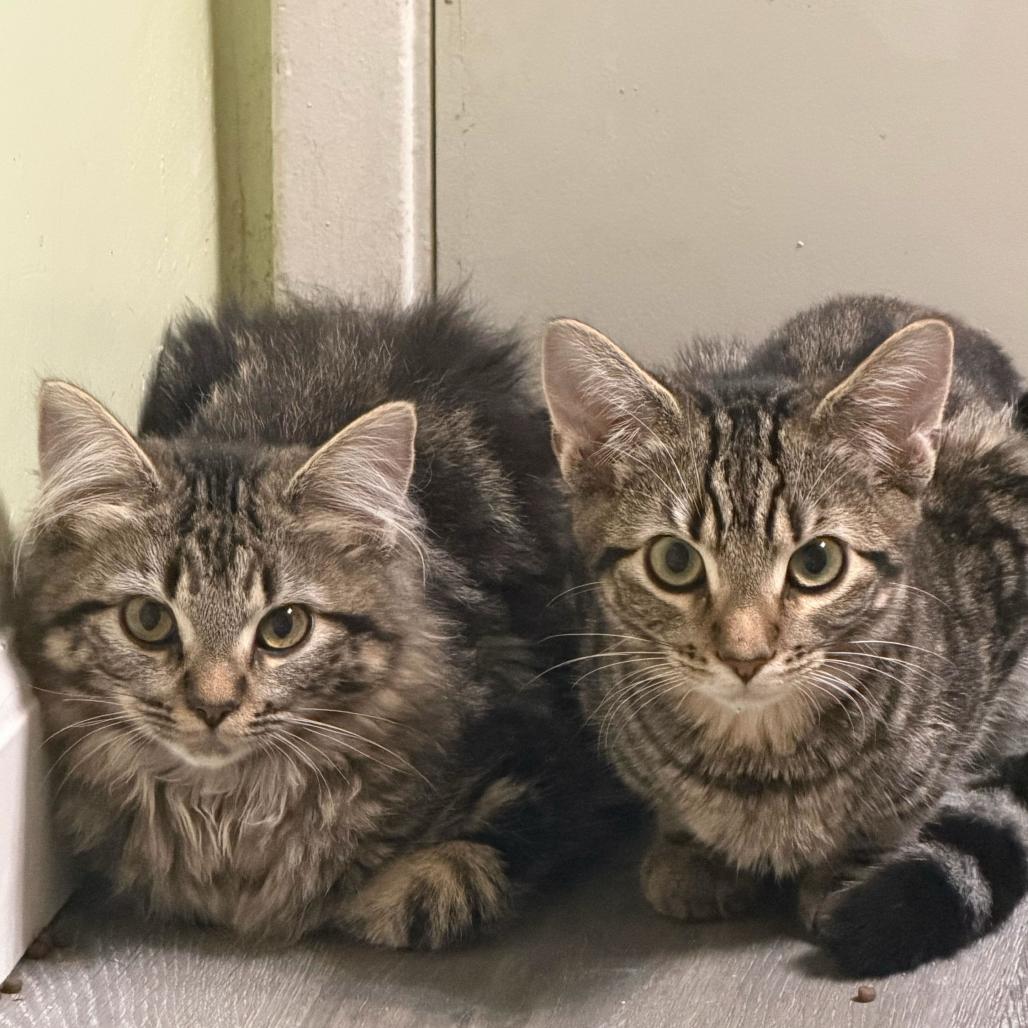 Enlarge Lettuce, a Adoptable Domestic Short Hair in Escondido, CA image 2/4