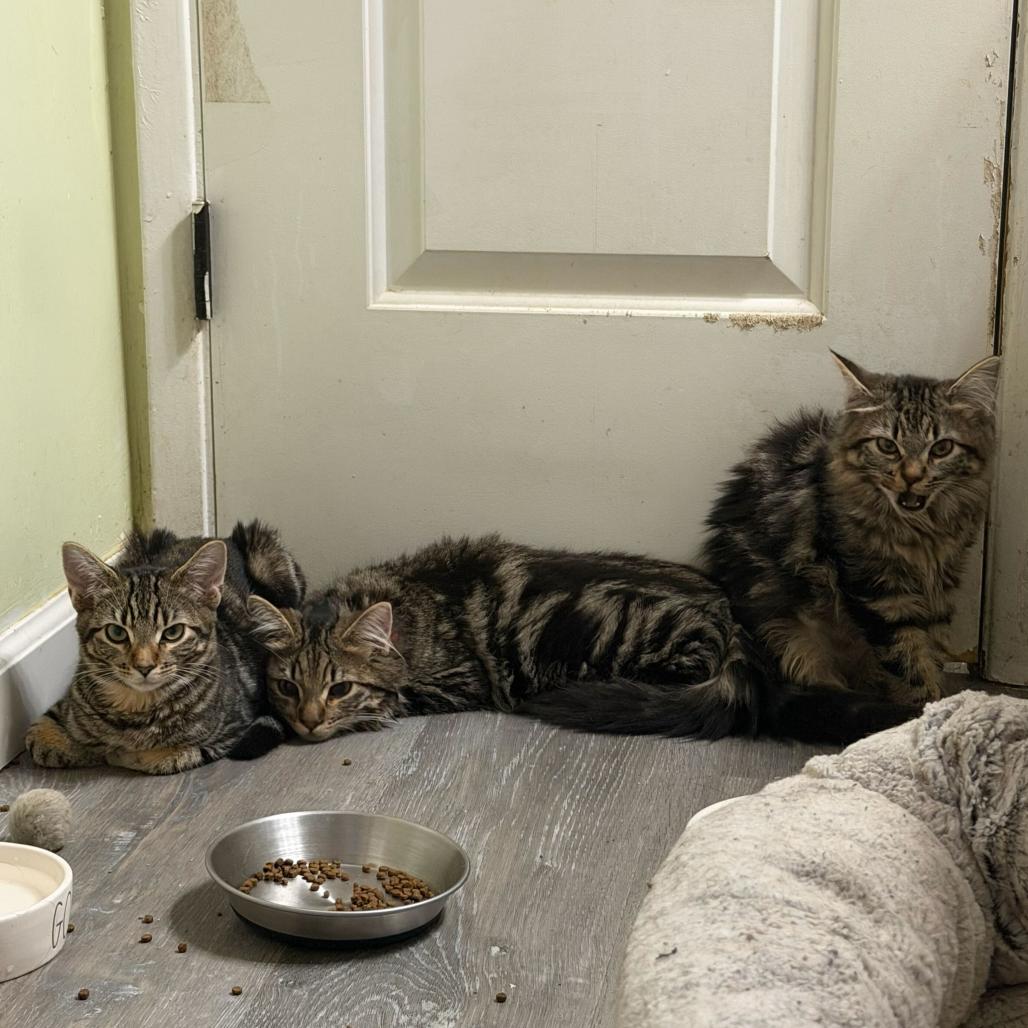 Enlarge Lettuce, a Adoptable Domestic Short Hair in Escondido, CA image 3/4