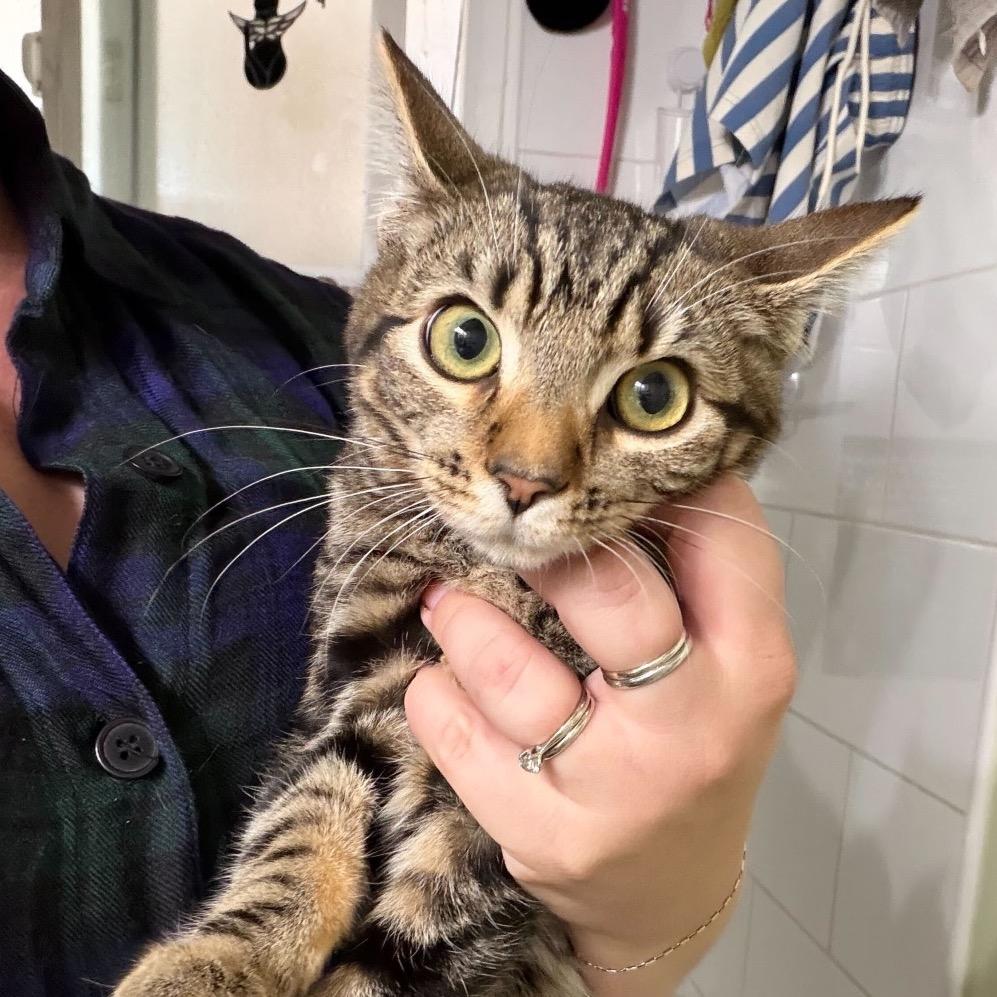 Enlarge Lettuce, a Adoptable Domestic Short Hair in Escondido, CA image 4/4