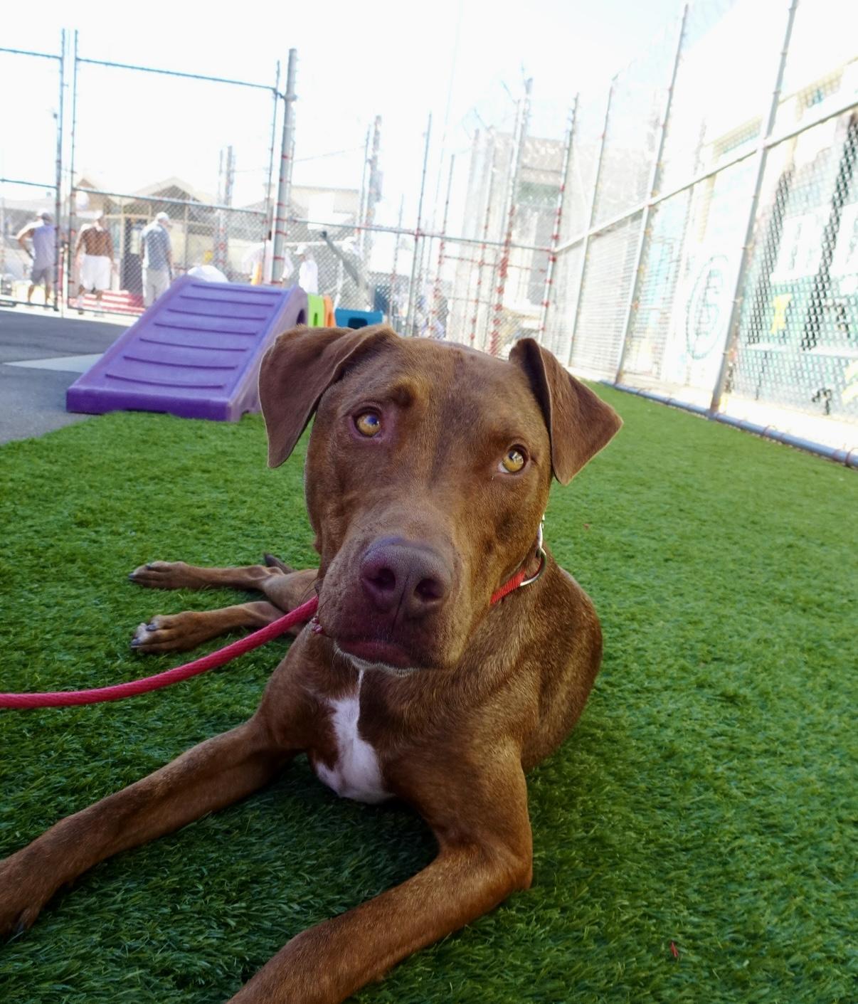 Enlarge 25Rusty - POB, a Adoptable Mixed Breed in Shingle Springs, CA image 1/6