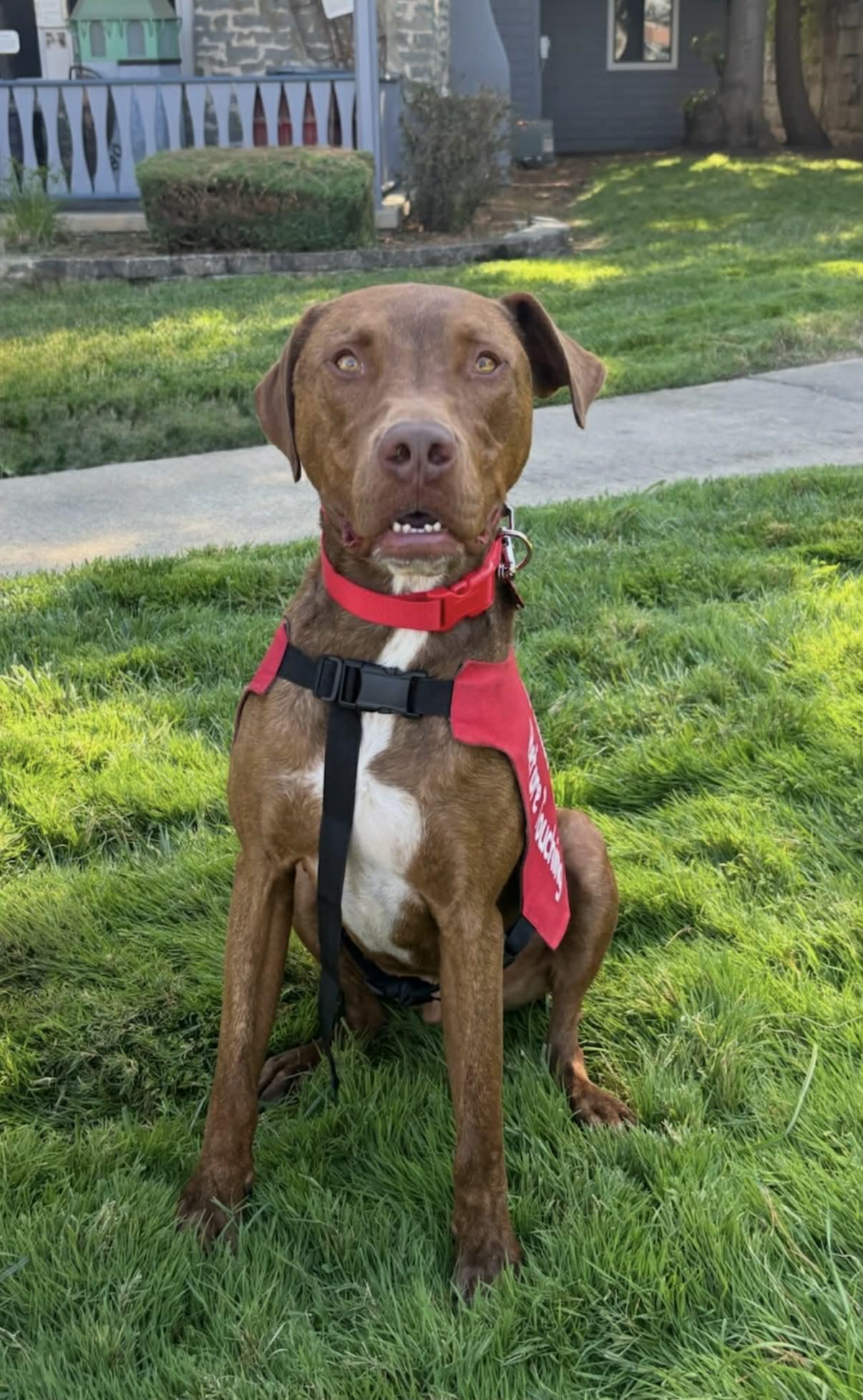Enlarge 25Rusty - POB, a Adoptable Mixed Breed in Shingle Springs, CA image 6/6