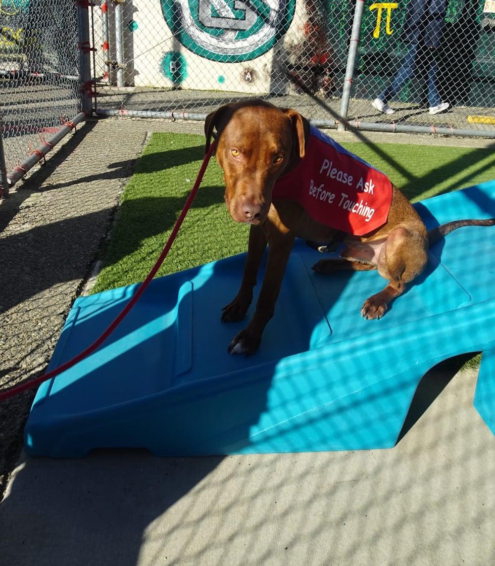 25Rusty - POB, adoptable, Adult Male Mixed Breed.