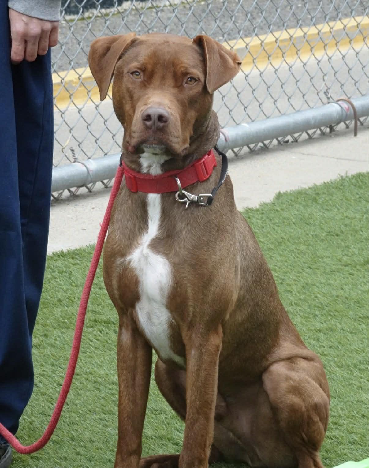 25Rusty - POB, Adoptable, Adult Male Mixed Breed.