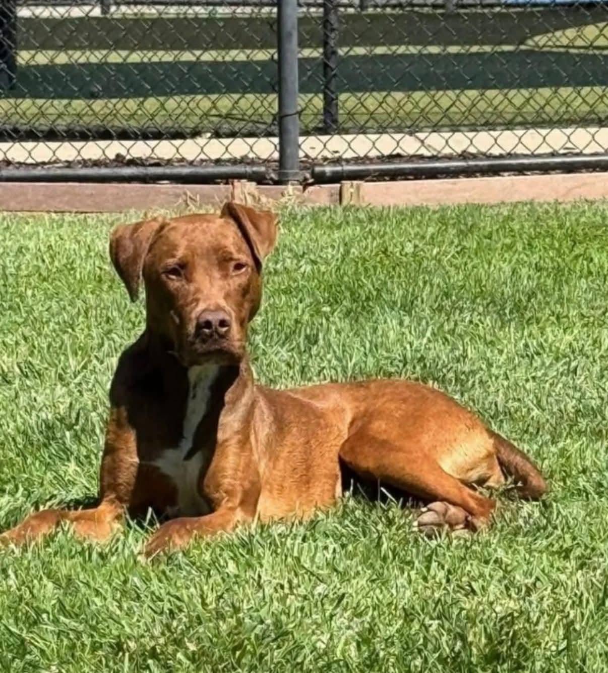 Enlarge 25Rusty - POB, a Adoptable Mixed Breed in Shingle Springs, CA image 2/6