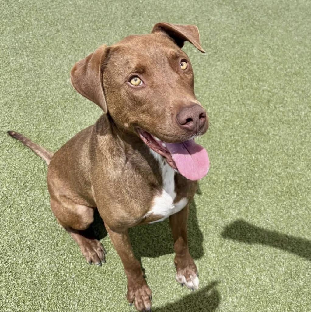 Enlarge 25Rusty - POB, a Adoptable Mixed Breed in Shingle Springs, CA image 1/6