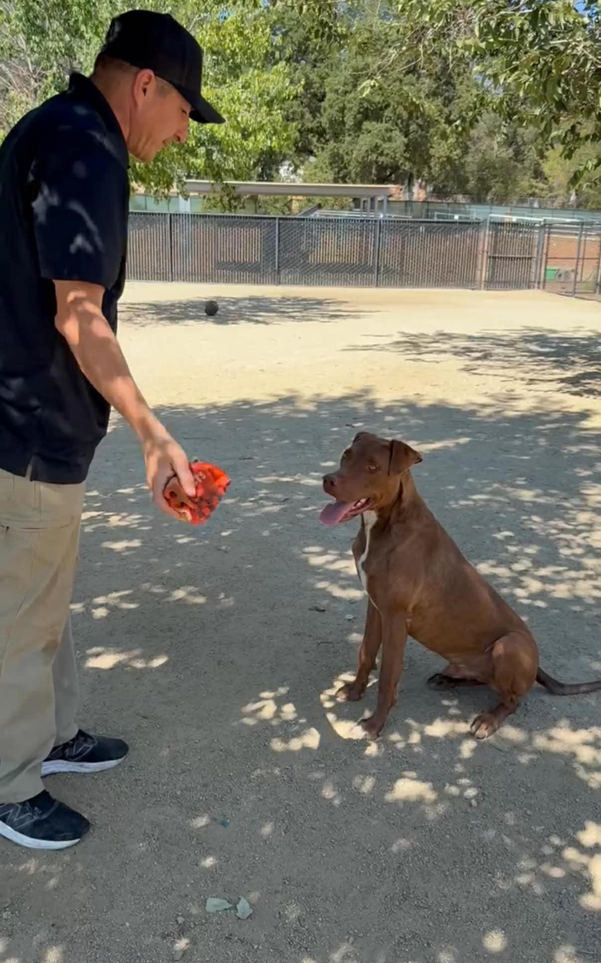 Enlarge 25Rusty - POB, a Adoptable Mixed Breed in Shingle Springs, CA image 5/6