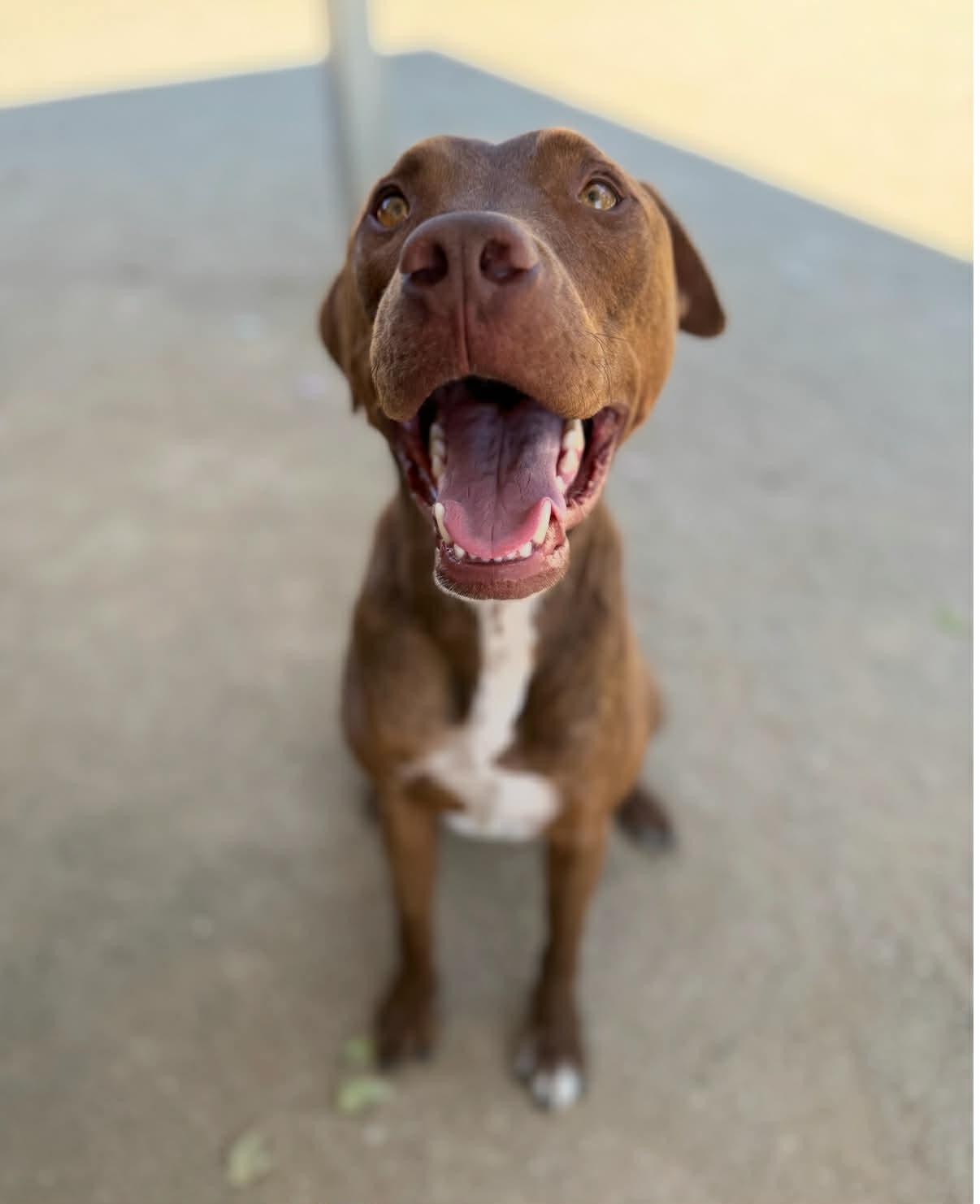 Enlarge 25Rusty - POB, a Adoptable Mixed Breed in Shingle Springs, CA image 4/6
