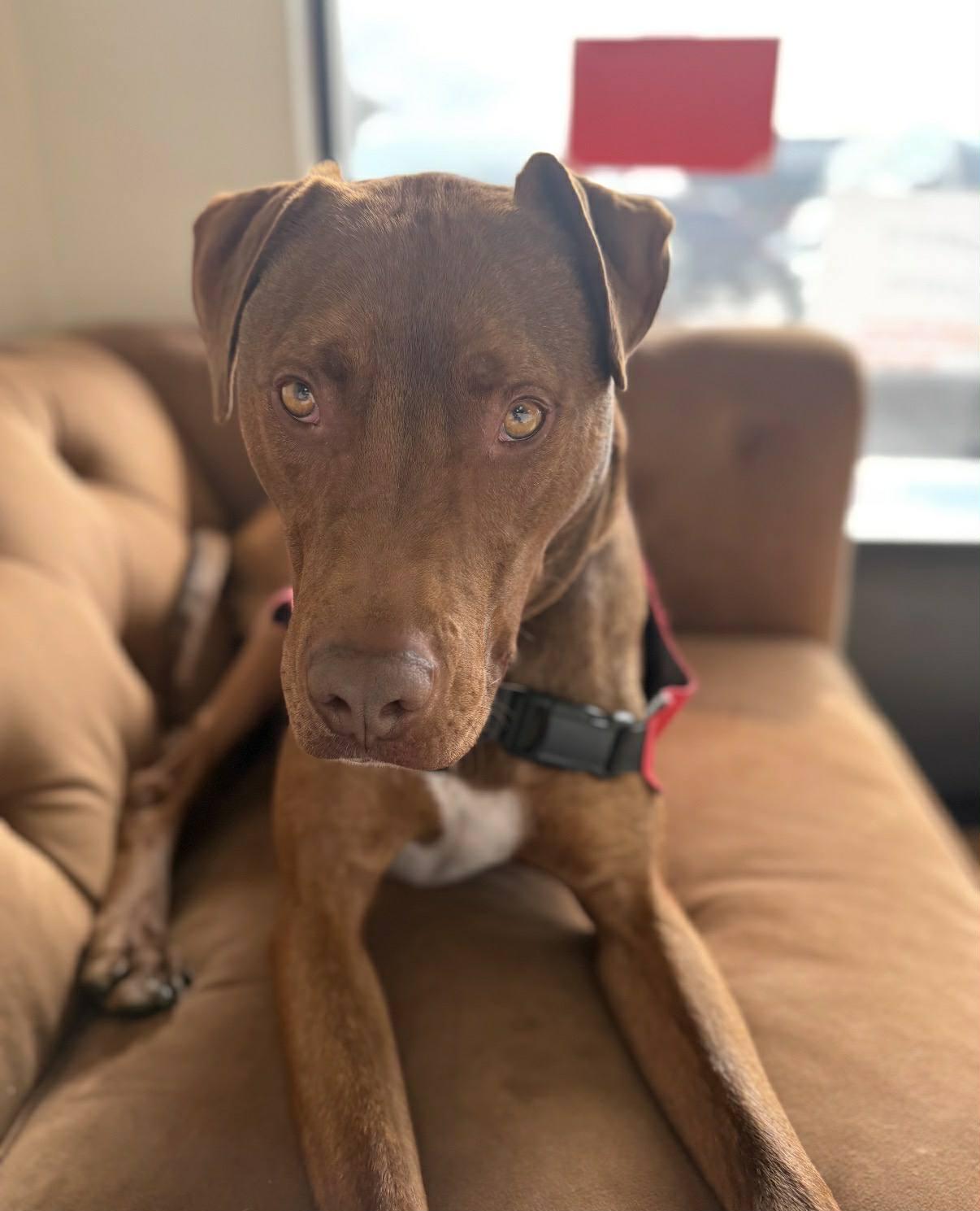 25Rusty - POB, adoptable, Adult Male Mixed Breed.