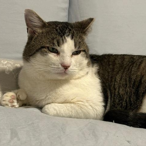 Enlarge Doug, a ADOPTABLE Domestic Short Hair in west Warwick, RI image 1/1