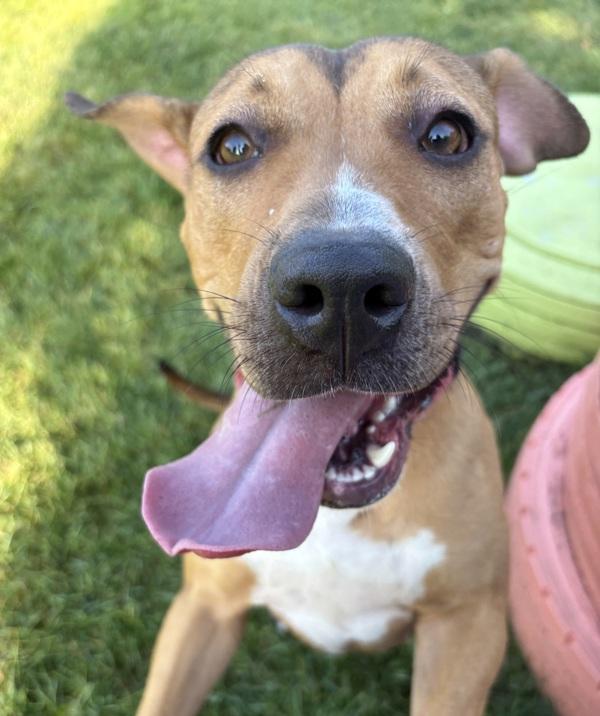 Sandy, Adoptable, Young Female Pit Bull Terrier & Mastiff.