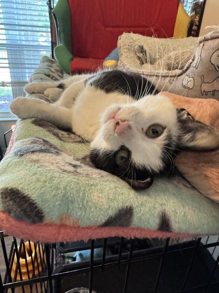 Possum, Adoptable, Kitten Female Domestic Short Hair.