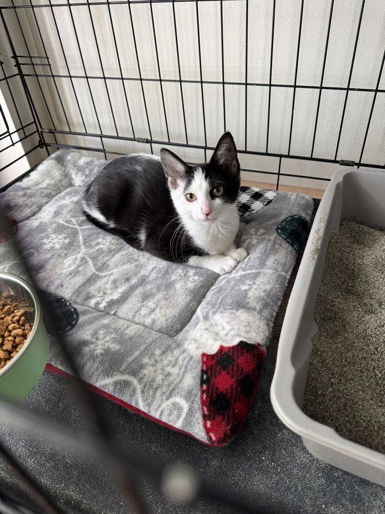 Possum, a Adoptable Domestic Short Hair in O'Fallon, MO image 2/2