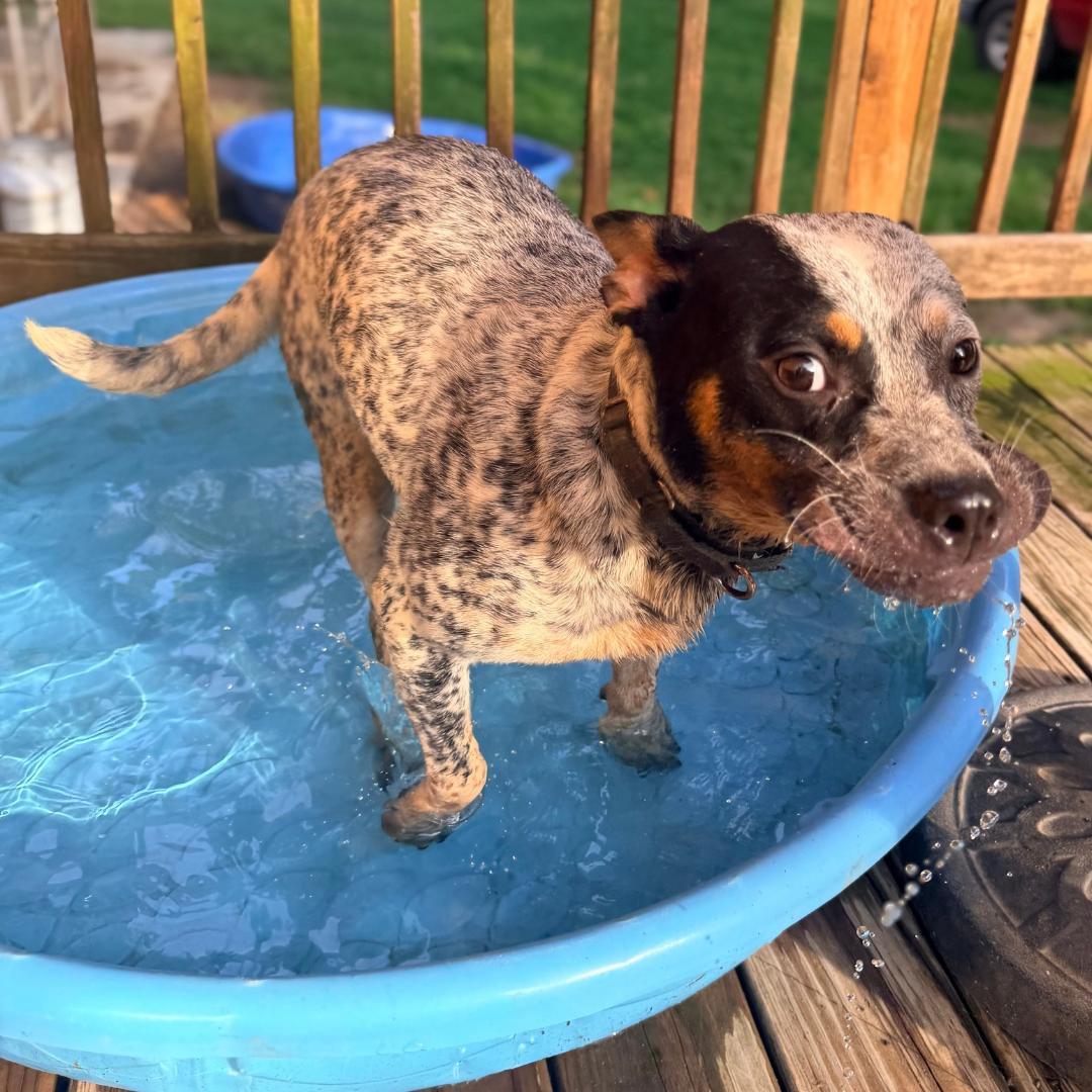 Enlarge Keke, a Adoptable Cattle Dog in CAPE MAY, NJ image 3/3