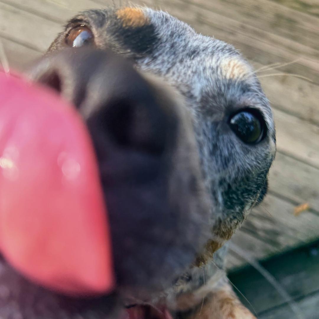 Enlarge Keke, a Adoptable Cattle Dog in CAPE MAY, NJ image 2/3