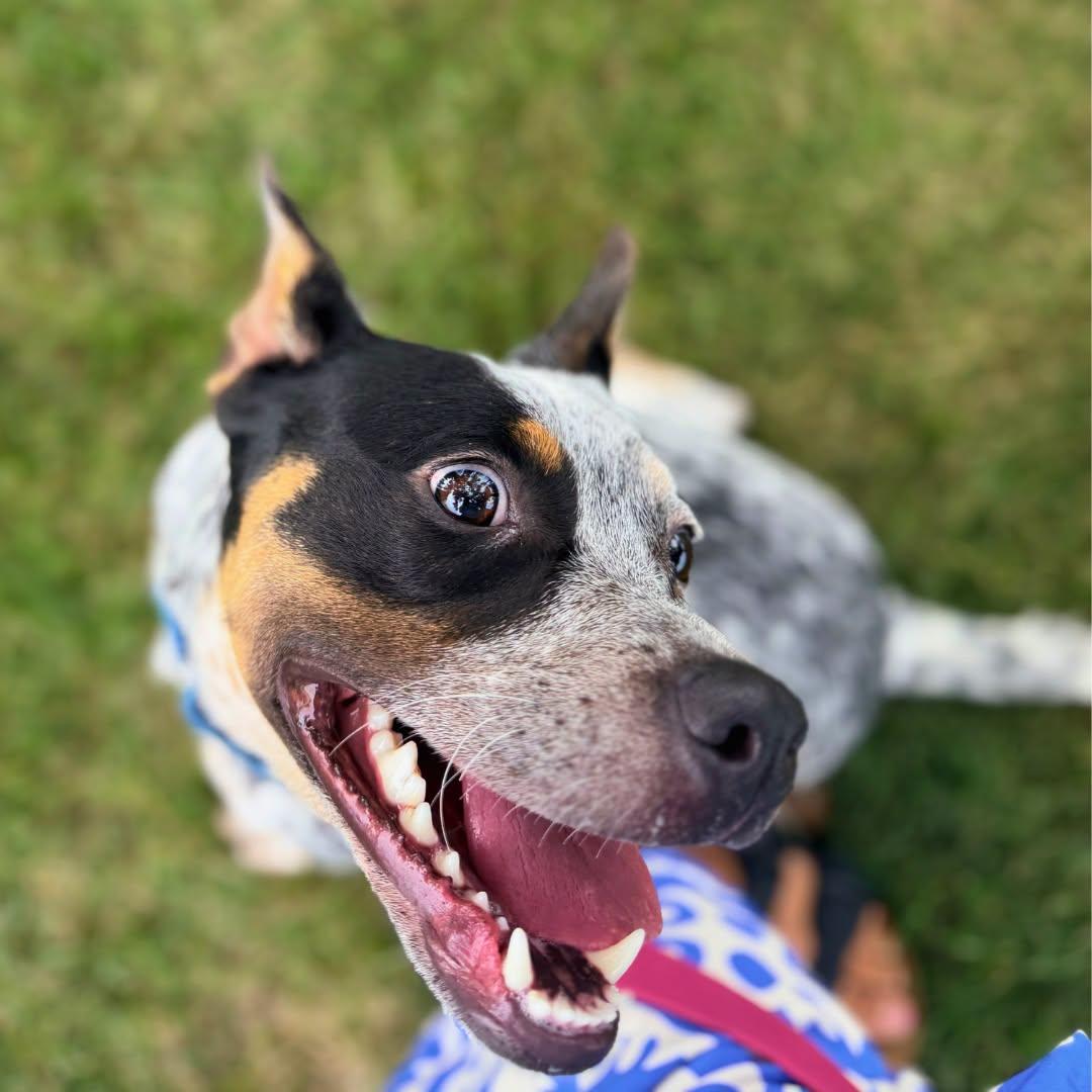 Keke, Adoptable, Young Female Cattle Dog.