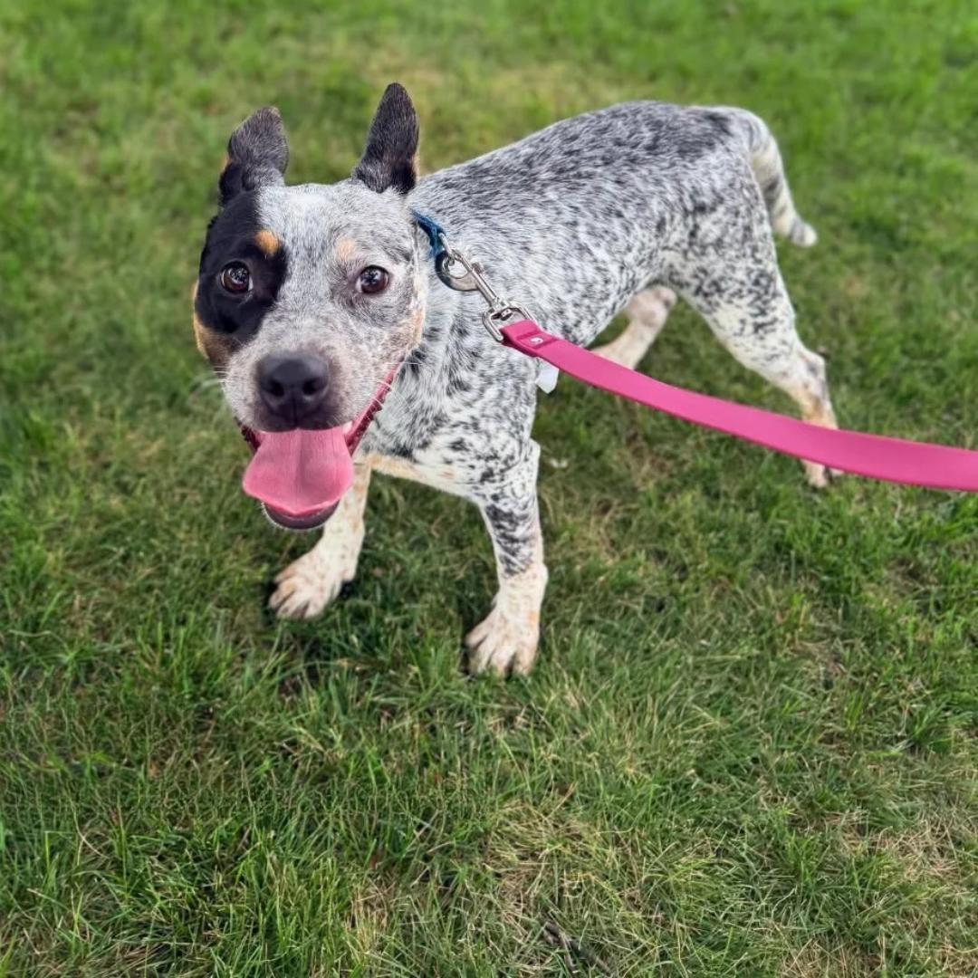 Enlarge Keke, a Adoptable Cattle Dog in Sewell, NJ image 2/6