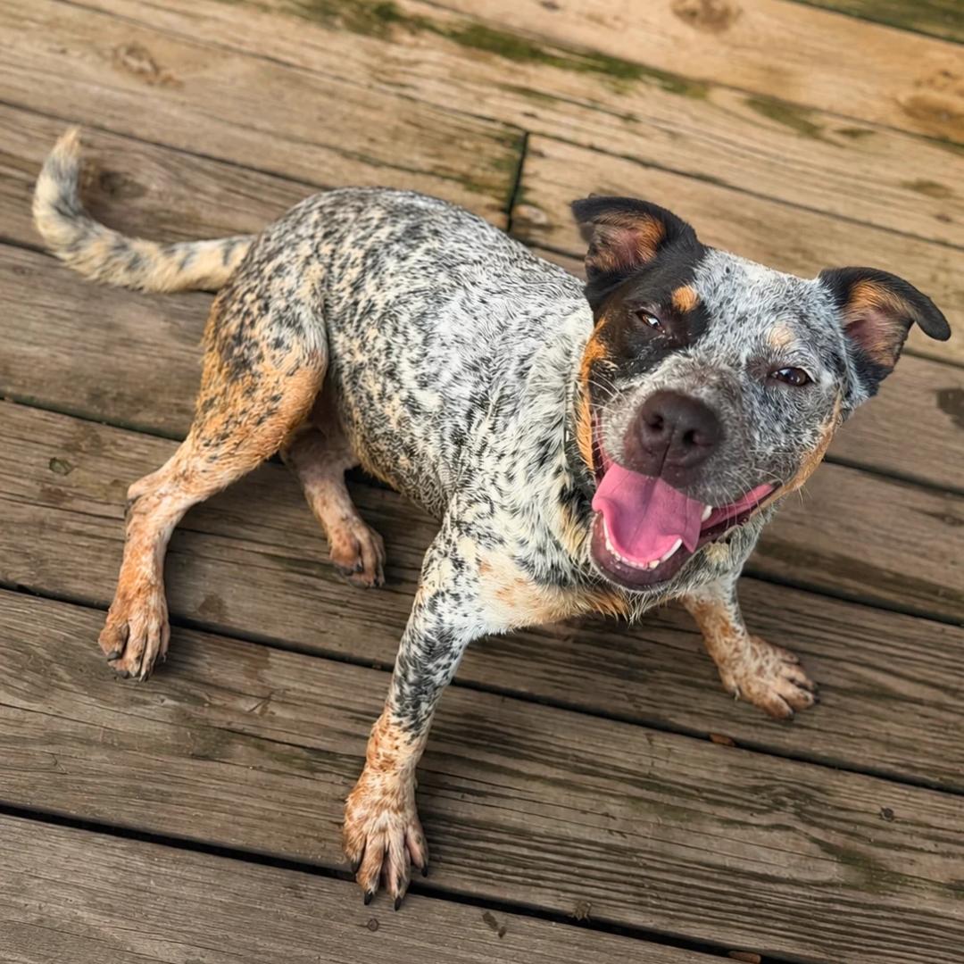 Enlarge Keke, a Adoptable Cattle Dog in CAPE MAY, NJ image 1/3