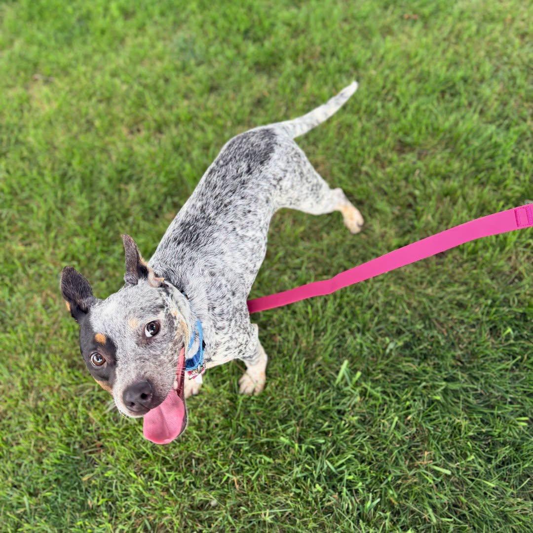 Enlarge Keke, a Adoptable Cattle Dog in Sewell, NJ image 6/6