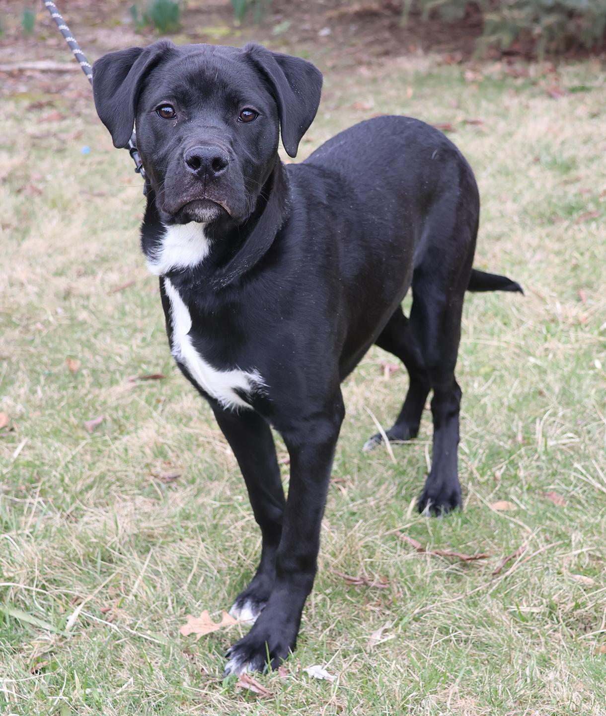 Trevor, an adopted mixed breed in Harrison, NY image 1/6