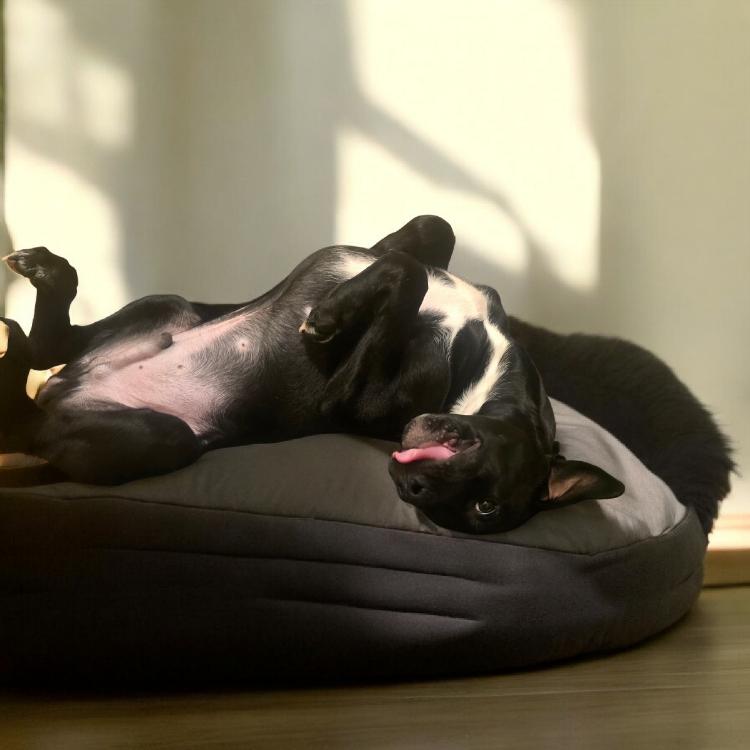 Trevor, an adopted mixed breed in Harrison, NY image 6/6