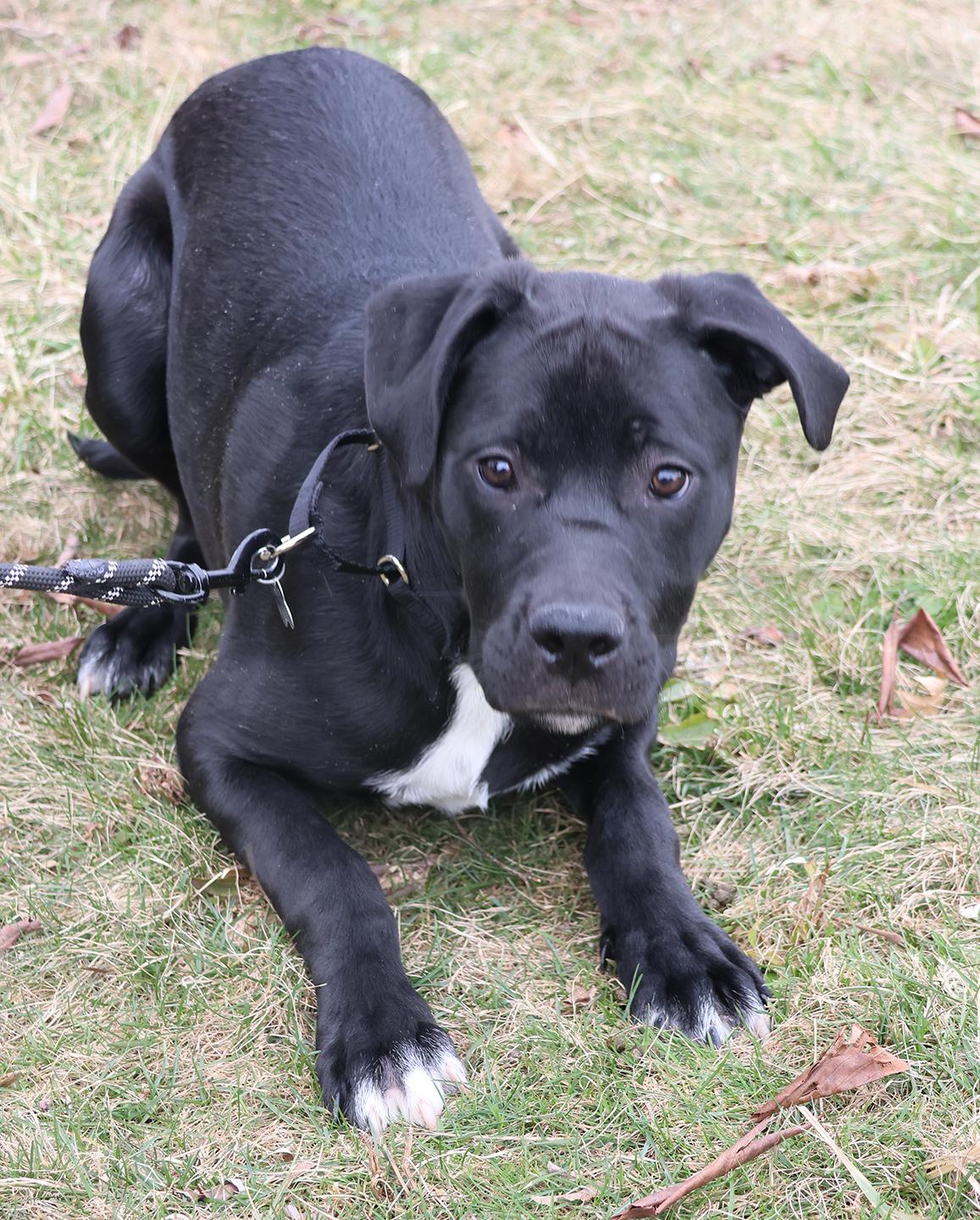 Trevor, an adopted mixed breed in Harrison, NY image 4/6