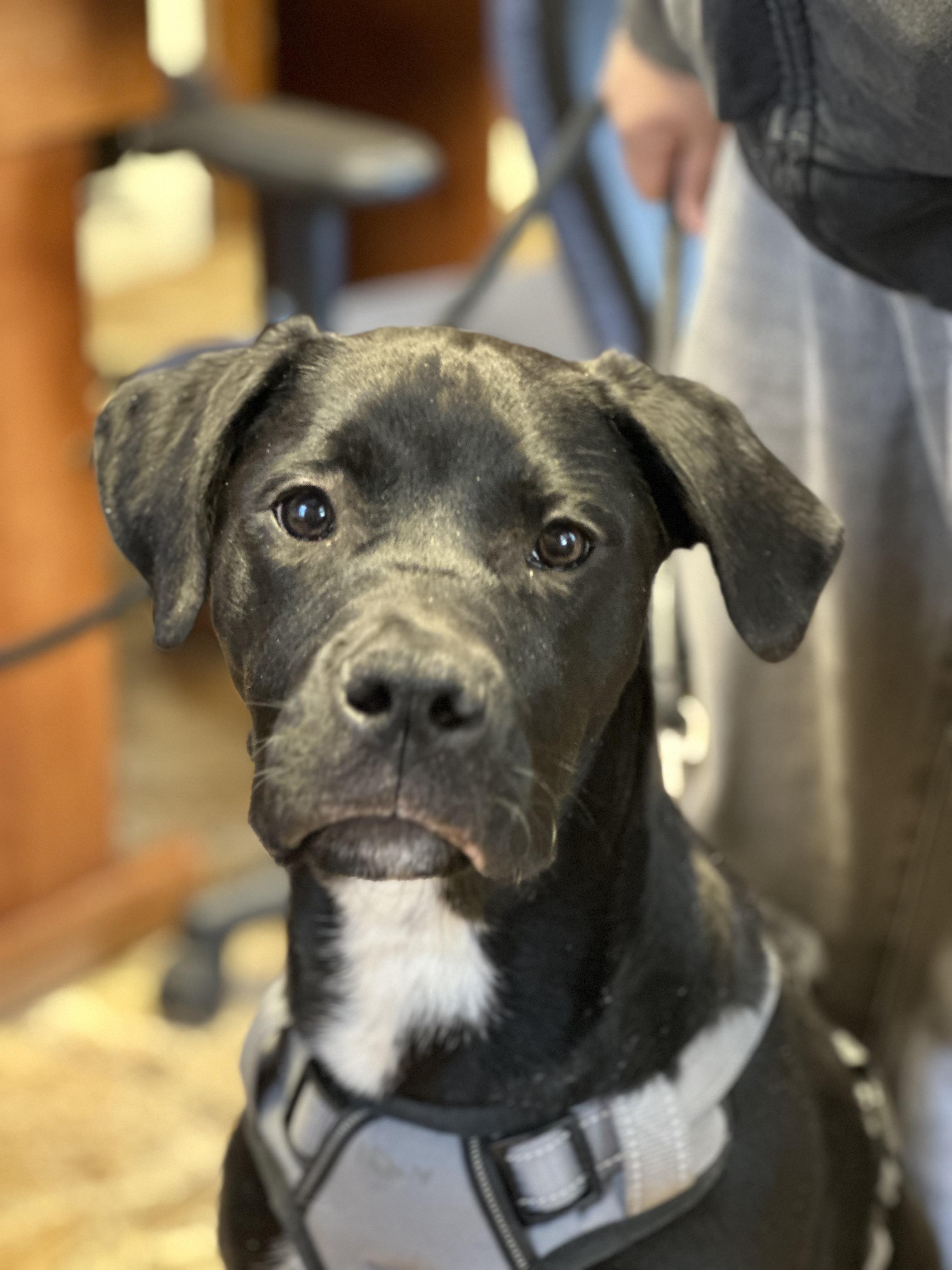 Trevor, an adopted mixed breed in Harrison, NY image 2/6