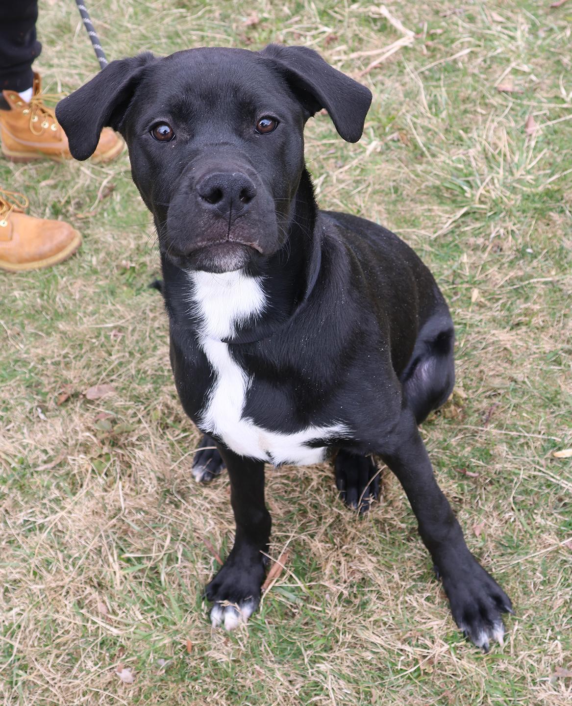 Trevor, an adopted mixed breed in Harrison, NY image 5/6