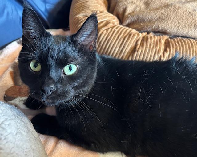 Enlarge Deena, a Adoptable Domestic Short Hair in Orient, OH image 6/6