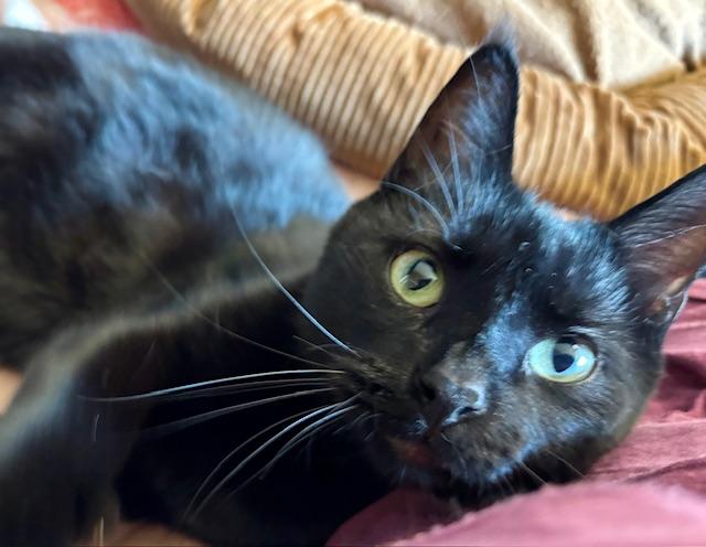 Deena, Adoptable, Adult Female Domestic Short Hair.