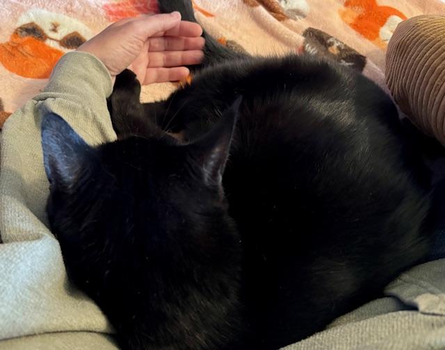 Enlarge Deena, a Adoptable Domestic Short Hair in Orient, OH image 3/6