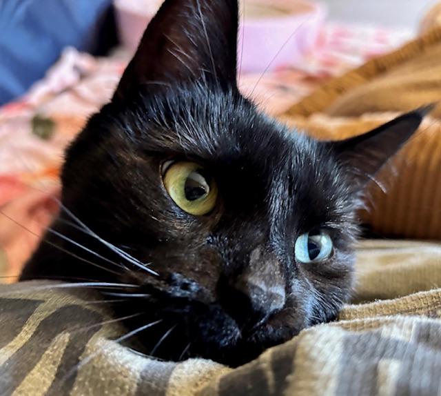 Enlarge Deena, a Adoptable Domestic Short Hair in Orient, OH image 4/6