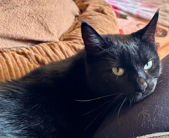Enlarge Deena, a Adoptable Domestic Short Hair in Orient, OH image 5/6