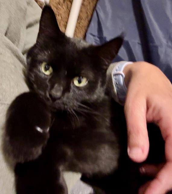 Enlarge Deena, a Adoptable Domestic Short Hair in Orient, OH image 2/6