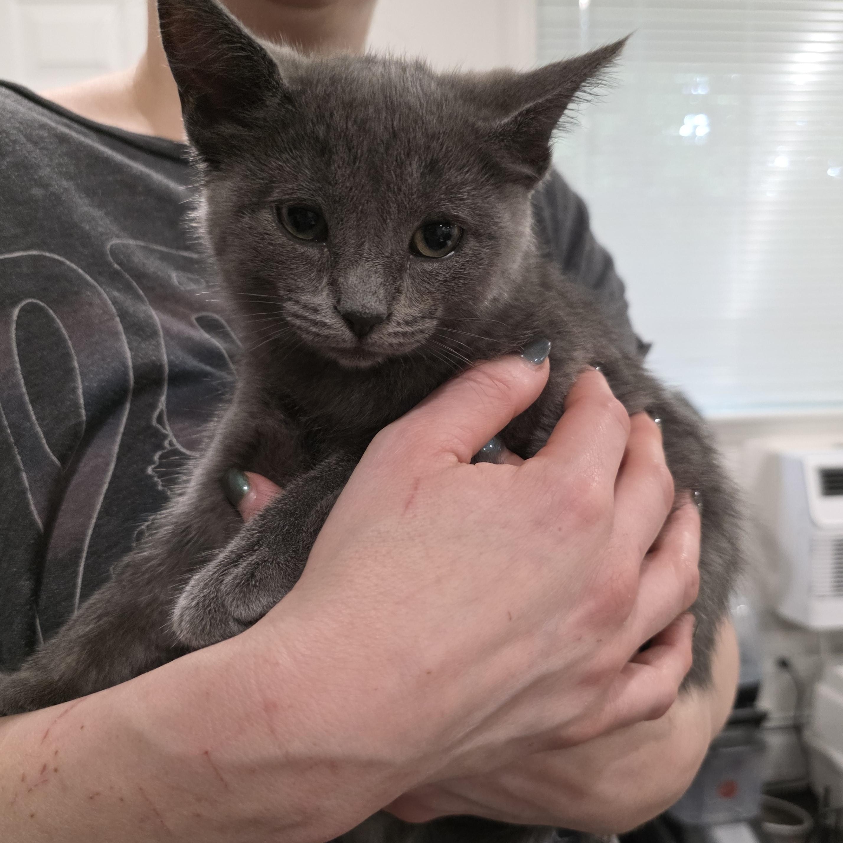 Bristle, ADOPTABLE, Kitten Female Domestic Short Hair & Russian Blue.
