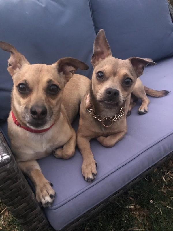 Corndawg, Adoptable, Adult Male Chihuahua.