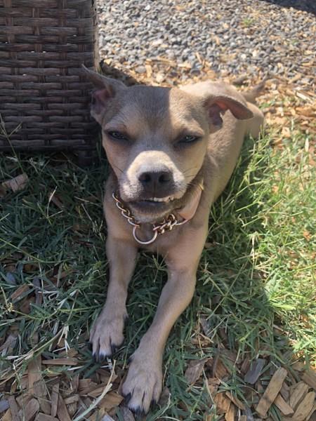 Enlarge Corndawg, a Adoptable mixed breed in Santa Rosa, CA image 2/6